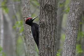 Black Woodpecker