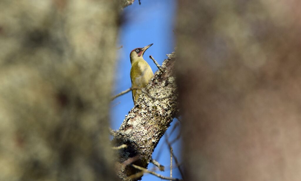 European Green Woodpecker male adult, identification