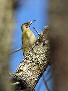 European Green Woodpecker