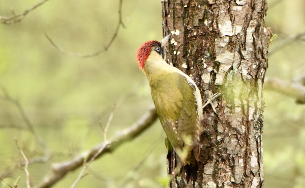 Pic vert femelle adulte nuptial, identification