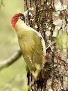 European Green Woodpecker