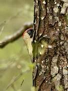 European Green Woodpecker