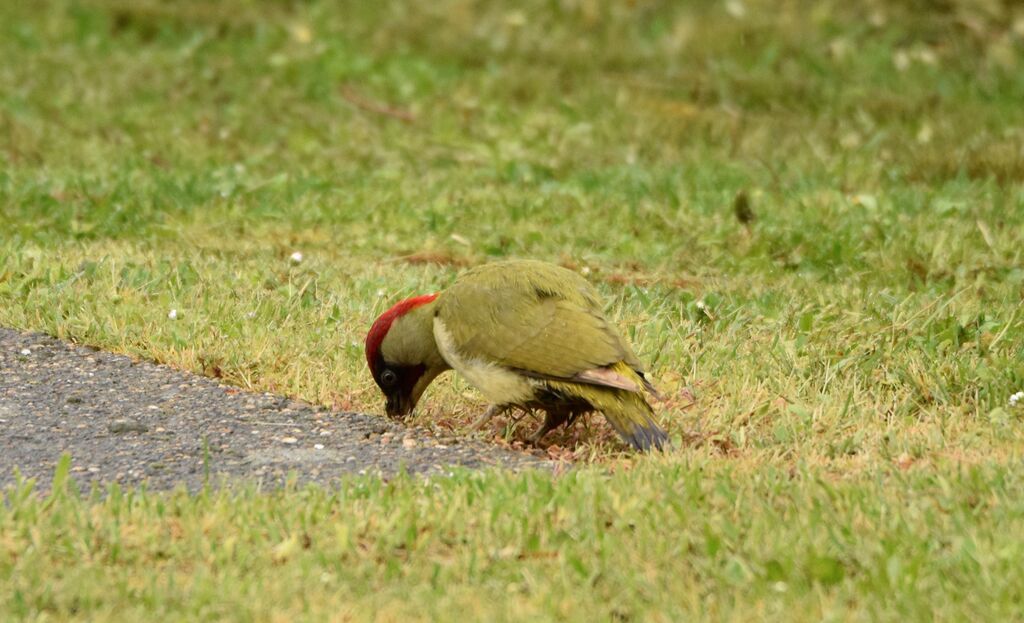 Pic vert mâle adulte nuptial, identification, mange