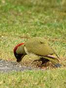 European Green Woodpecker