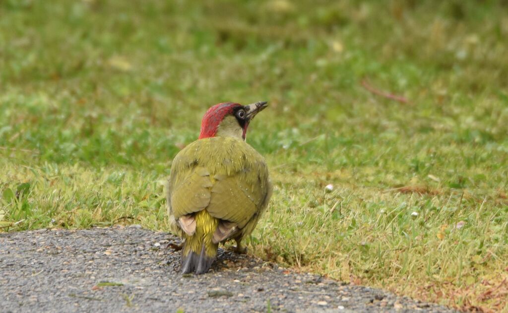 Pic vert mâle adulte nuptial, identification, mange