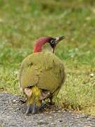 European Green Woodpecker