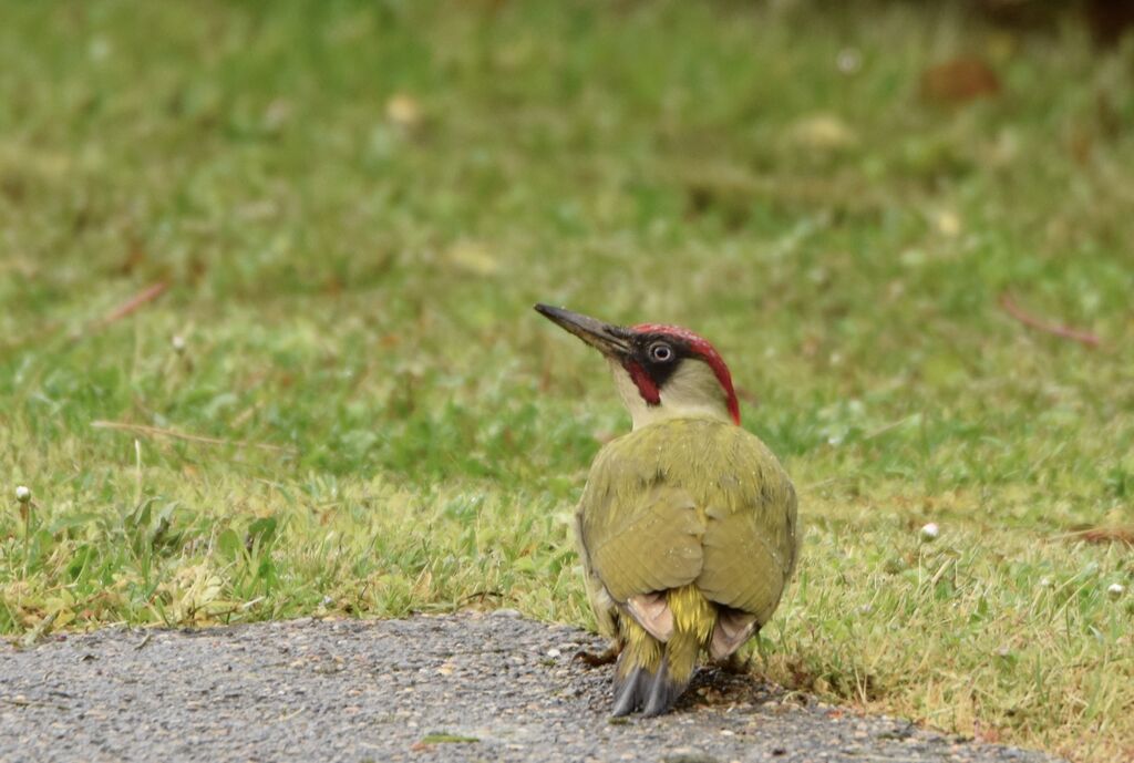 European Green Woodpecker male adult breeding, identification, eats