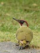 European Green Woodpecker