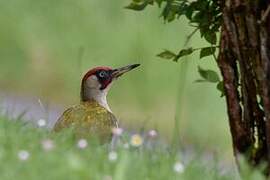 European Green Woodpecker