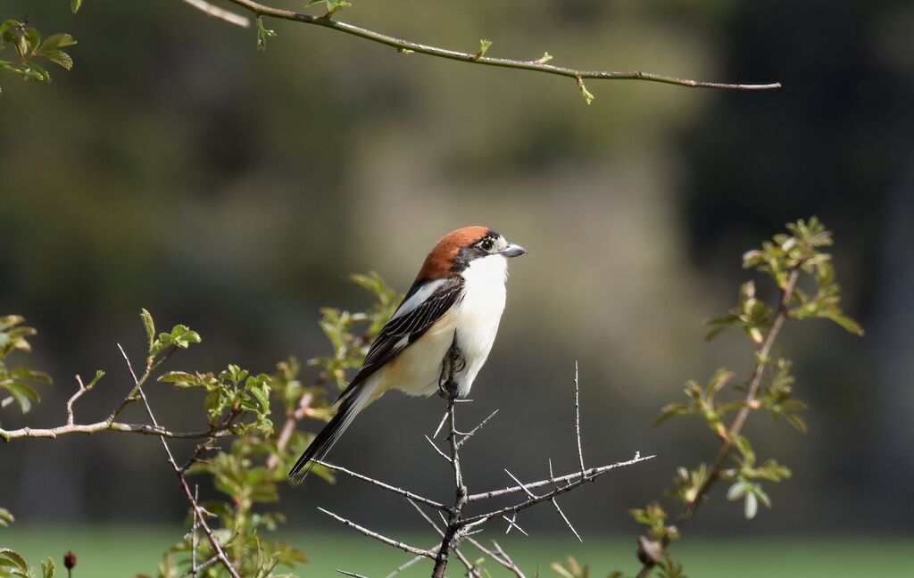 Woodchat Shrikeadult breeding, identification