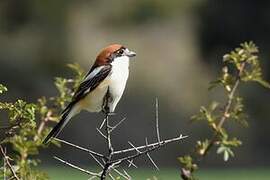 Woodchat Shrike