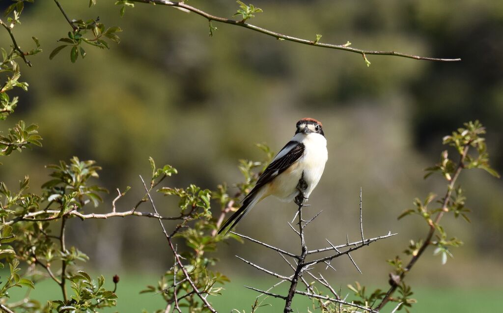 Woodchat Shrikeadult breeding, identification