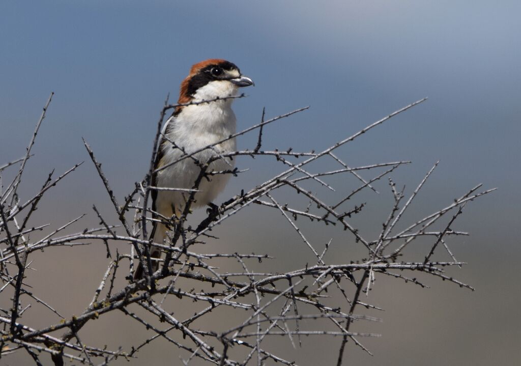 Woodchat Shrike male adult breeding, identification, song