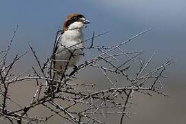 Woodchat Shrike