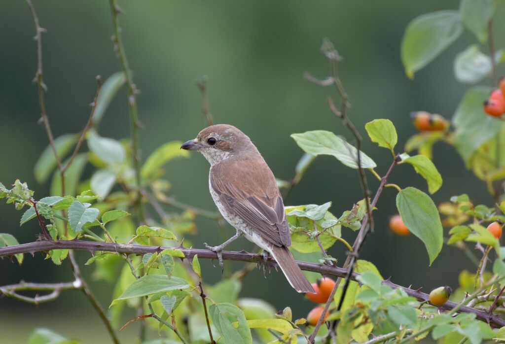 Pie-grièche écorcheur femelle, identification