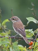 Red-backed Shrike