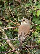 Red-backed Shrike