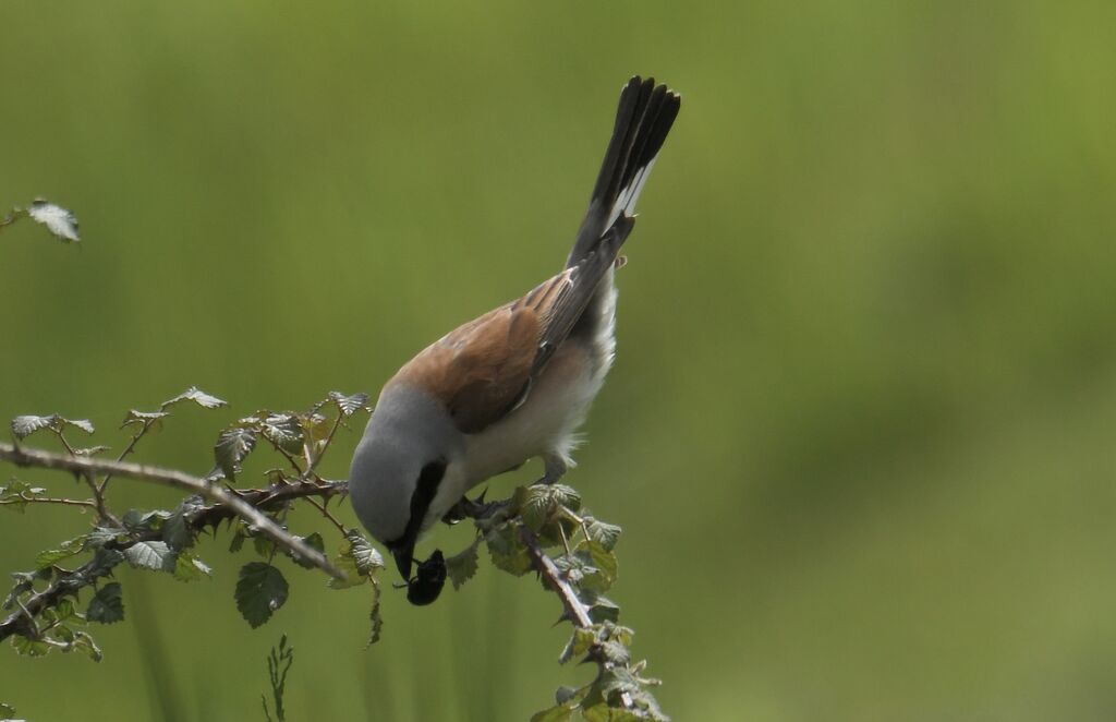 Red-backed Shrike male adult breeding, identification, fishing/hunting