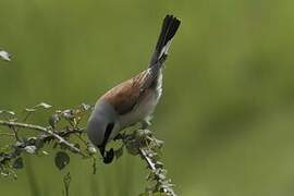 Red-backed Shrike