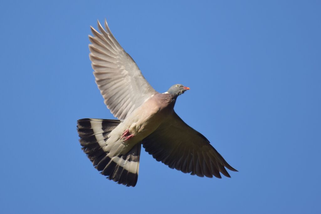 Common Wood Pigeon