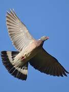 Common Wood Pigeon