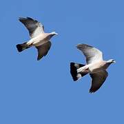 Common Wood Pigeon