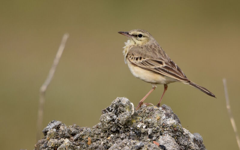 Pipit rousselineadulte nuptial, identification