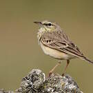 Pipit rousseline
