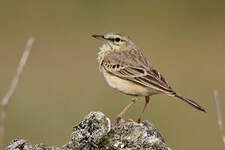 Pipit rousseline