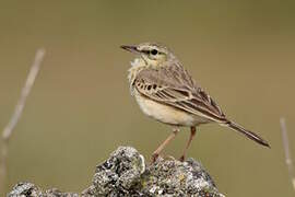 Tawny Pipit