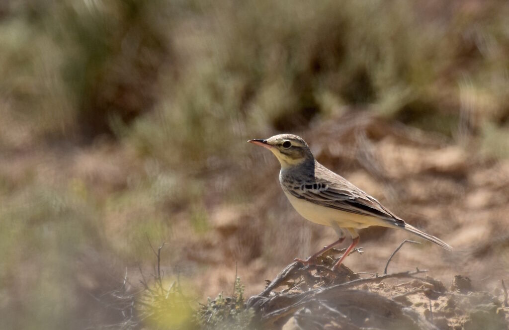 Pipit rousselineadulte nuptial, identification