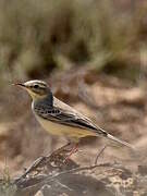 Tawny Pipit