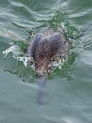 Red-throated Loon