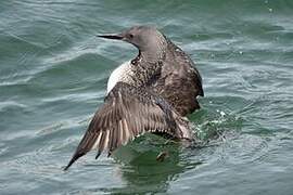 Red-throated Loon