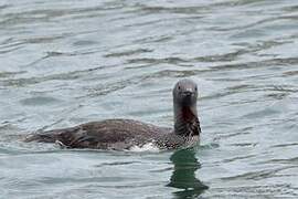 Red-throated Loon