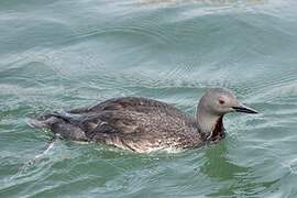 Red-throated Loon