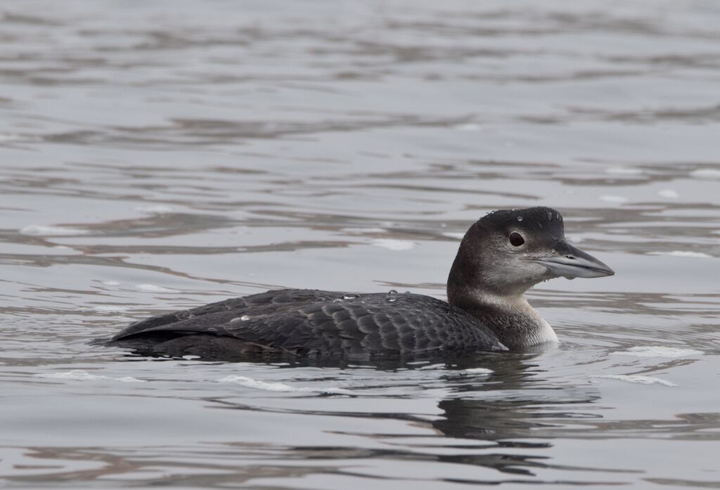 Common Loonimmature, identification, swimming