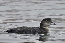 Common Loon