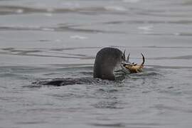 Common Loon