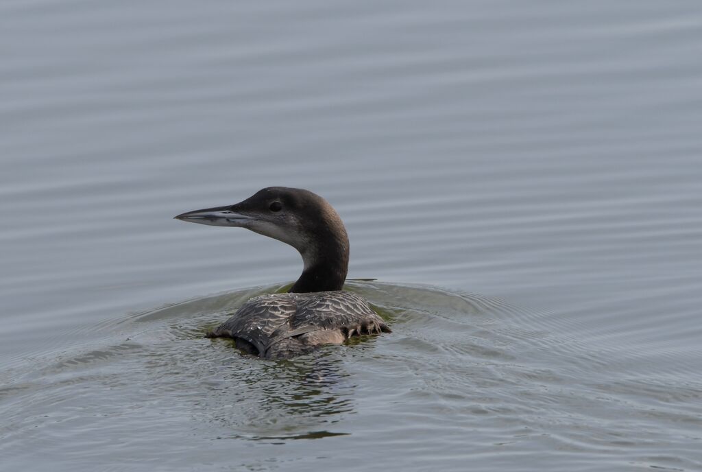 Plongeon imbrinimmature, identification, nage, pêche/chasse