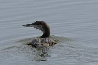 Plongeon imbrin