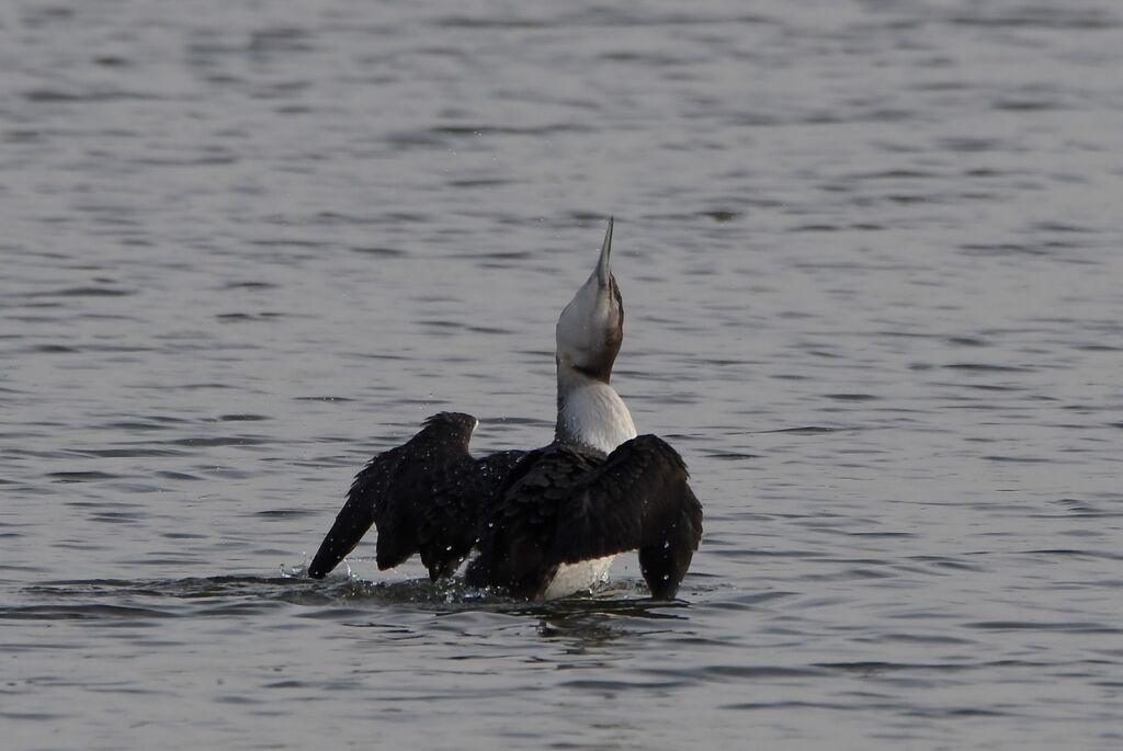 Common Loonimmature, identification, fishing/hunting