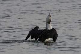 Common Loon