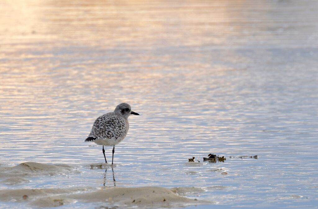 Grey Ploveradult post breeding, identification