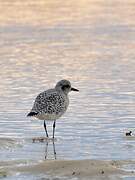 Grey Plover