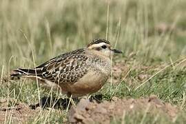 Eurasian Dotterel