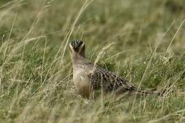 Eurasian Dotterel