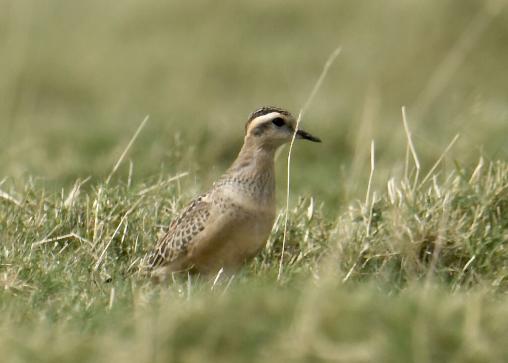 Eurasian Dotterel