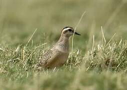 Eurasian Dotterel