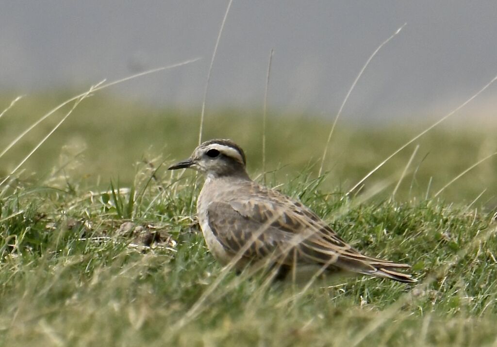 Eurasian Dottereladult, identification, moulting